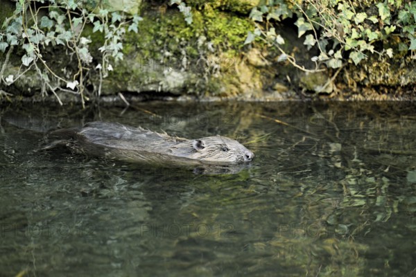 Eurasian beaver, European beaver (Castor fibre), swimming in a stream, Canton Zug, Switzerland
