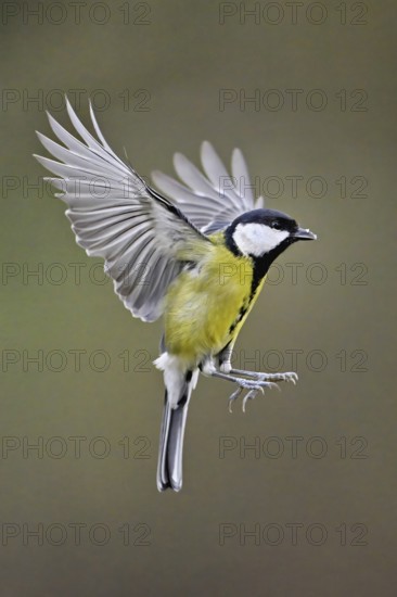 Great Tit (Parus major), in flight, Meienberg, Canton Aargau, Switzerland