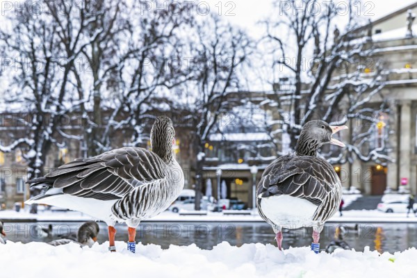 Winter in Stuttgart. It snowed overnight and the city is wintry white early in the morning. Nile geese in front of the opera house. Stuttgart, Baden-Württemberg, Germany