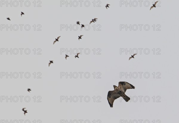 Wrinkle-lipped Bulldog Bat (Chaerephon plicatus), Wrinkle-lipped Free-tailed Bat, large flock flying in the sky at dusk together with Taiga Buzzard (Buteo japonicus) after swarming out of the daytime roost in rock caves, Khao Yai National Park, Thailand