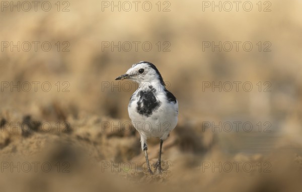 A white wagtail (Motacilla alba) stands on the ground against a blurred background, Sreepur, Gazipur, Bangladesh