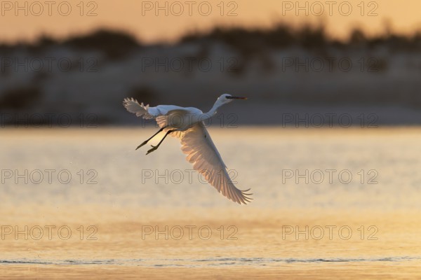 Great White Egret (Ardea alba) at sunrise, flying, Oman
