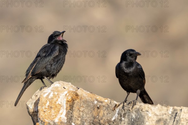 Tristramstar (Onychognathus tristramii), Oman