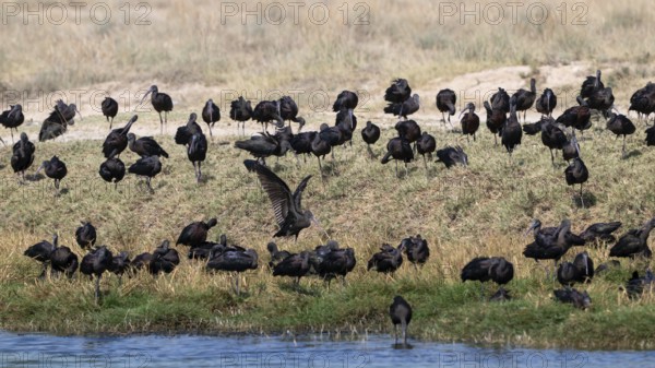 Sickle-eye (Plegadis falcinellus), lagoon near Salalah, Oman