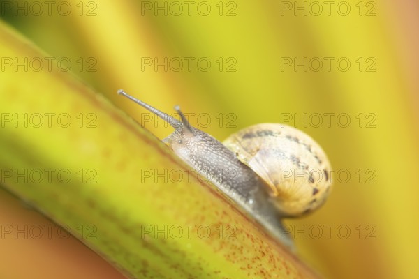 Garden snail (Cornu aspersum) adult gastropod molluscs on a garden rhubarb vegetable plant stem in summer, England, United Kingdom