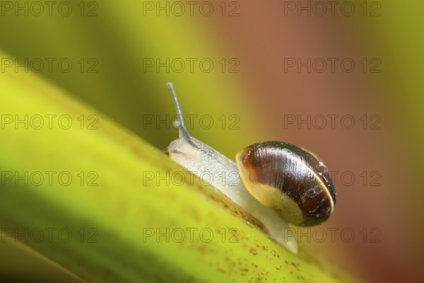 Striped snail (Cernuella virgata) adult gastropod molluscs on a garden rhubarb vegetable plant stem in summer, England, United Kingdom