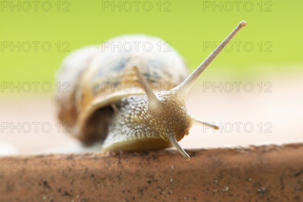 Garden snail (Cornu aspersum) adult gastropod molluscs on a garden plant pot in summer, England, United Kingdom