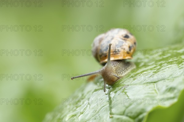 Garden snail (Cornu aspersum) adult gastropod molluscs on a garden vegetable plant leaf in summer, England, United Kingdom