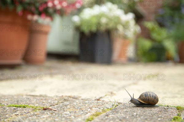 Garden snail (Cornu aspersum) adult gastropod molluscs on a garden patio in summer, England, United Kingdom