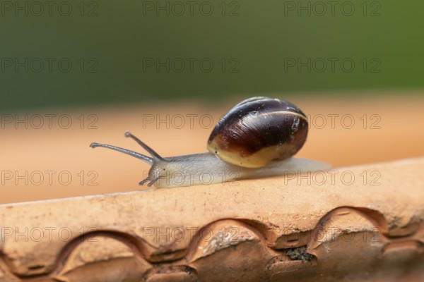 Striped snail (Cernuella virgata) adult gastropod molluscs on a garden plant pot in summer, England, United Kingdom
