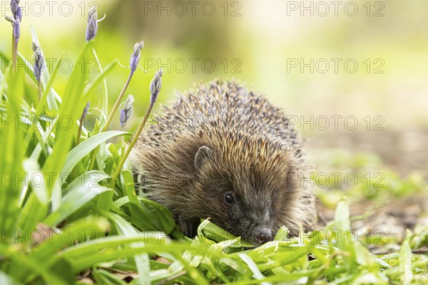 European hedgehog (Erinaceus europaeus) adult animal in a garden next to Bluebell flowers in spring, England, United Kingdom
