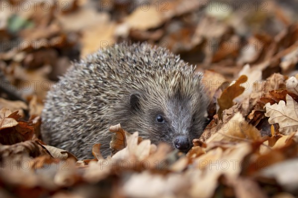 European hedgehog (Erinaceus europaeus) adult animal on fallen autumn leaves in a garden, England, United Kingdom