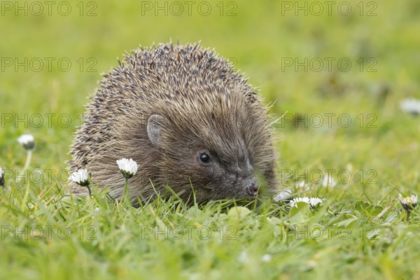 European hedgehog (Erinaceus europaeus) adult animal on a garden grass lawn with flowering daisey flowers in spring, England, United Kingdom