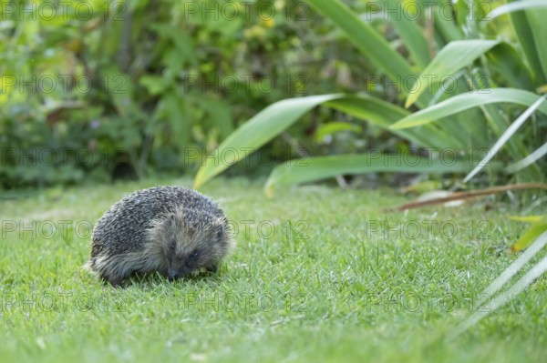 European hedgehog (Erinaceus europaeus) adult animal on a garden grass lawn in summer, England, United Kingdom