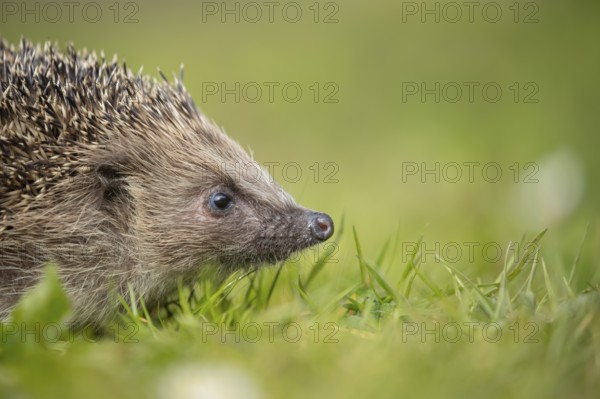 European hedgehog (Erinaceus europaeus) adult animal on a garden grass lawn in spring, England, United Kingdom