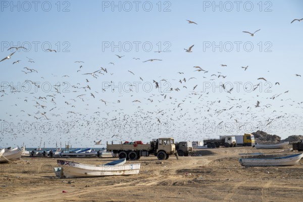 Seagulls on the beach, fishing boats and trucks, Oman