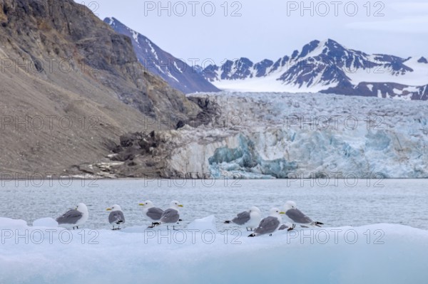 Black-legged kittiwakes (Rissa tridactyla) flock resting on ice floe in front of glacier wall along the Arctic Ocean in summer, Svalbard, Spitsbergen