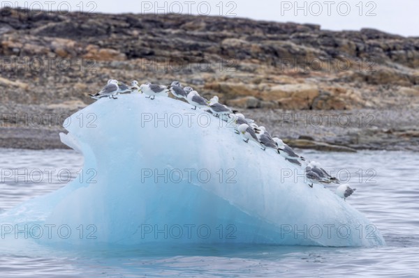 Black-legged kittiwakes (Rissa tridactyla) flock in breeding plumage resting on ice floe in the Arctic Ocean in summer, Svalbard, Spitsbergen, Norway