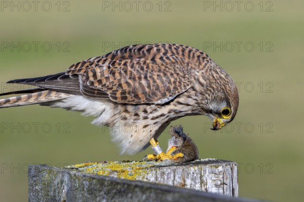Common kestrel / European kestrel (Falco tinnunculus) female perched on wooden fence post eating caught vole prey