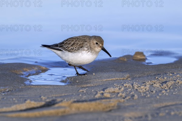 Dunlin (Calidris alpina) adult in winter plumage foraging for worms and crustaceans in swash zone / forewash on sandy beach along the North Sea coast