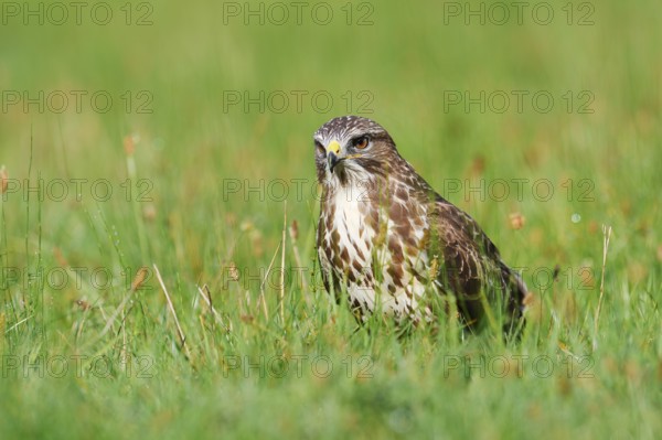 Common buzzard (Buteo buteo) sitting in a meadow, North Rhine-Westphalia, Germany