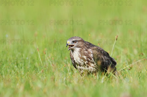 Common buzzard (Buteo buteo) sitting in a meadow and eating gnats (Tipulidae), North Rhine-Westphalia, Germany