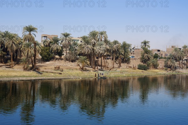 Houses and palm trees on the banks of the Nile near Luxor, Egypt