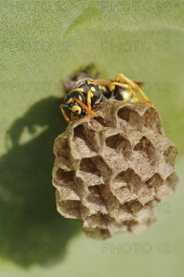 House field wasp or French field wasp (Polistes dominula) building a nest, Algarve, Portugal