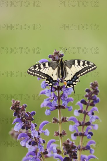 Swallowtail (Papilio machaon) in a meadow sage (Salvia pratensis), North Rhine-Westphalia, Germany
