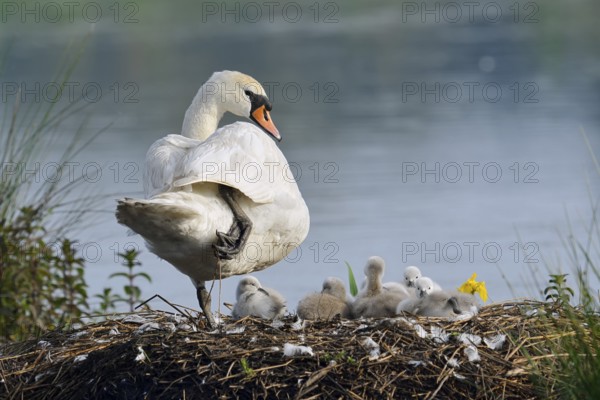 Mute swan (Cygnus olor) with chicks on the nest, North Rhine-Westphalia, Germany