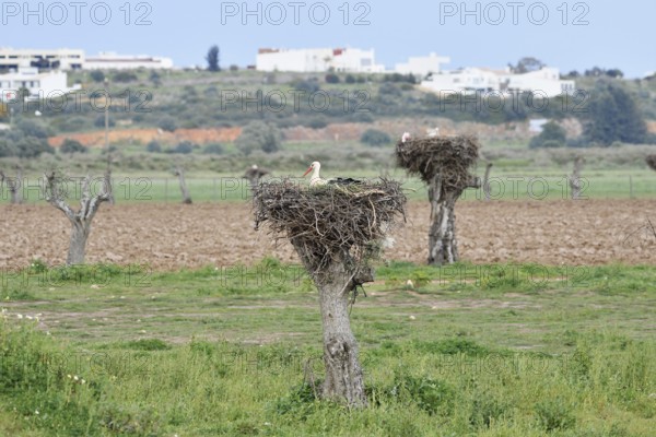 White stork (Ciconia ciconia) breeding on the nest, Algarve, Portugal