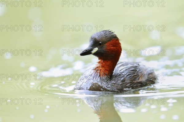 Little grebe (Tachybaptus ruficollis), North Rhine-Westphalia, Germany