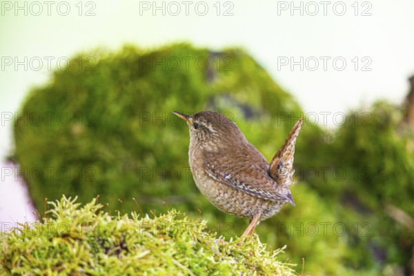 Wren (troglodytes troglodytes) building a nest Germany