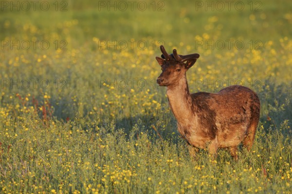 Fallow deer (Dama dama), fallow deer with velvet antlers standing in a flower meadow in spring, Zeeland, Netherlands