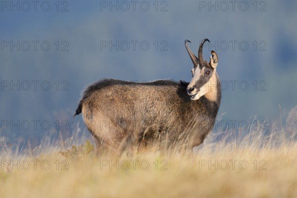 Chamois (Rupicapra rupicapra) in autumn, Vosges, France