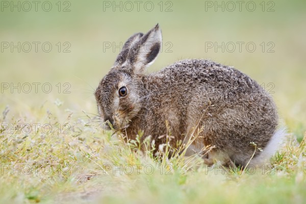 European hare (Lepus europaeus), young animal sitting in a meadow and eating grasses, North Rhine-Westphalia, Germany