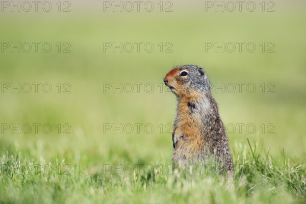 Columbia ground squirrel (Urocitellus columbianus, Spermophilus columbianus) sitting upright in a meadow, Waterton Lakes National Park, Alberta, Canada