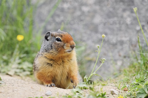 Columbia ground squirrel (Urocitellus columbianus, Spermophilus columbianus) at the burrow, Yoho National Park, British Columbia, Canada