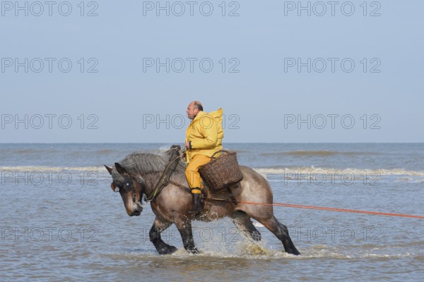 Crab fishermen on horseback prawn fishing, Oostduinkerke, Koksijde, West Flanders, Flanders, Belgium