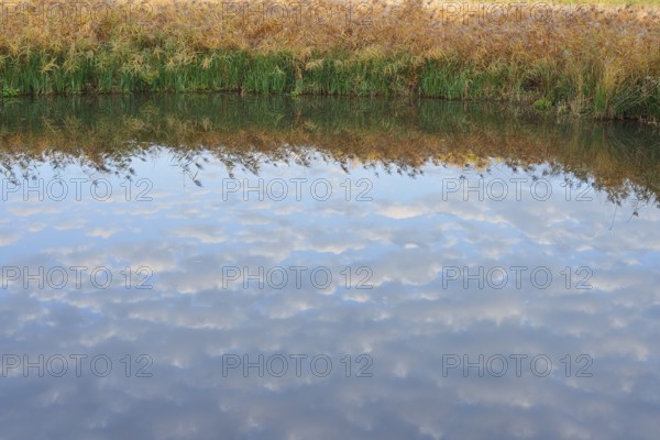 Clouds reflected in a pond with reeds (Phragmites australis, Phragmites communis) in autumn, North Rhine-Westphalia, Germany