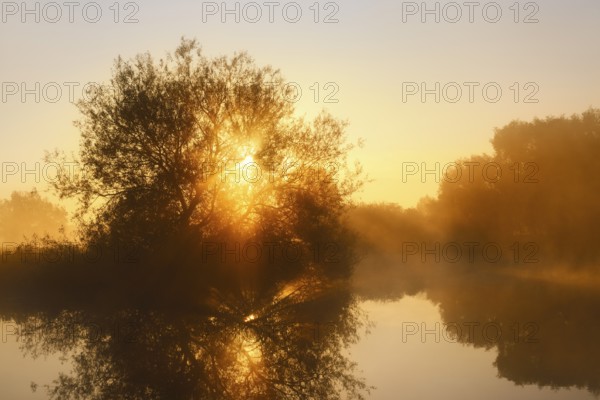 Silver willow (Salix alba) in the morning mist on the river Lippe at sunrise, North Rhine-Westphalia, Germany