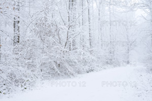 Snowy trail through deciduous forest in winter, North Rhine-Westphalia, Germany