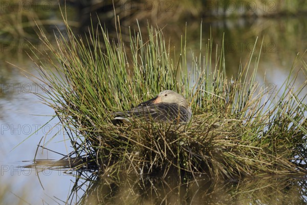 Greylag goose (Anser anser) sitting brooding on the nest, North Rhine-Westphalia, Germany