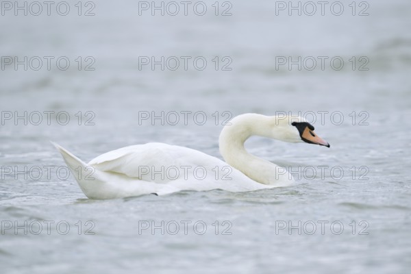 Mute swan (Cygnus olor), Alsace, France