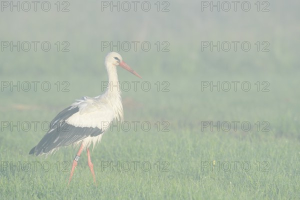 White stork (Ciconia ciconia) in a meadow in the morning mist, North Rhine-Westphalia, Germany