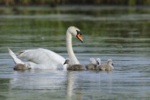 Mute swan (Cygnus olor) with chicks on a lake, North Rhine-Westphalia, Germany