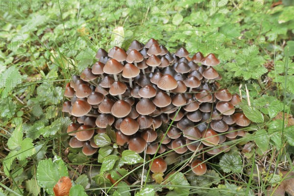 Rogers Mushroom (Britzelmayria multipedata, Psathyrella multipedata), North Rhine-Westphalia, Germany