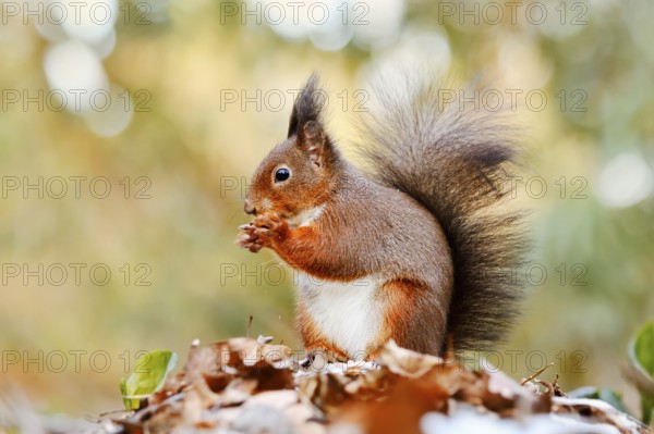 Eurasian squirrel (Sciurus vulgaris) sitting feeding on a pile of leaves with hoarfrost, North Rhine-Westphalia, Germany