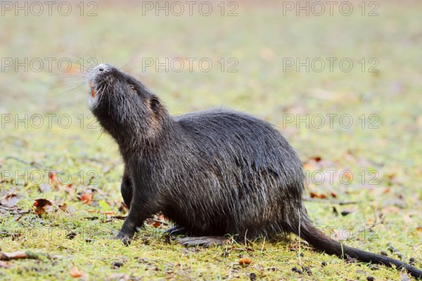 Nutria or swamp beaver (Myocastor coypus) on the shore, North Rhine-Westphalia, Germany, Neozoon in Europe