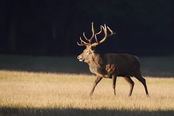 Red deer (Cervus elaphus), roaring in the rutting season, Arnsberg Forest, North Rhine-Westphalia, Germany